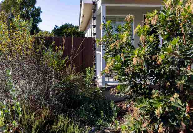 Native gardens are not always green, and that's OK, said the Boones, who point out that the plants do need to dry out to provide seeds to feed wildlife. (Meg McLaughlin / The San Diego Union-Tribune)