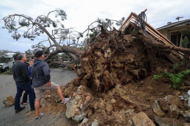 ENCINITAS, CA - December 24, 2025: Jayson Carpenter, right, and his wife Shane, center, look at the large Torrey pine in front of the home they rent on Oxford Avenue in Cardiff-by-the-Sea after it fell because of strong winds hitting San Diego County on Wednesday, December 24, 2025. Jayson Carpenter said the was on the front deck when he heard his wife scream from the driveway followed by loud cracking. He was able to scramble off the deck just before it was completely up ended by the tree's roots. No one was injured. (Hayne Palmour IV / For The San Diego Union-Tribune)