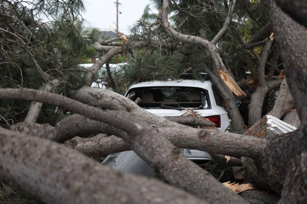 ENCINITAS, CA - December 24, 2025: A car parked on Oxford Avenue in Cardiff-by-the-Sea was damaged by a Torrey pine tree that fell due to the strong winds hitting San Diego County on Wednesday, December 24, 2025. No one was injured. (Hayne Palmour IV / For The San Diego Union-Tribune)