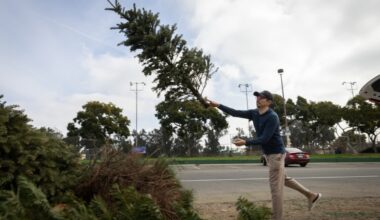 Is it time to recycle your Christmas tree? Here’s how. – San Diego Union-Tribune