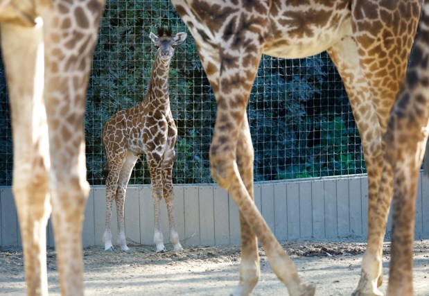 San Diego, CA - December 9: A giraffe calf, born at the San Diego Zoo on November 30th walks around on December 9, 2025 in San Diego, CA. Guests can now see the calf in the giraffe habitat in the Urban Jungle area with mom Mawe and dad Chifu, who were both born at the Zoo. The sex of the calf has not been disclosed and it hasn't been named yet. (K.C. Alfred / The San Diego Union-Tribune)