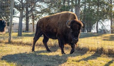 New female bison joins Pioneers Park Nature Center herd