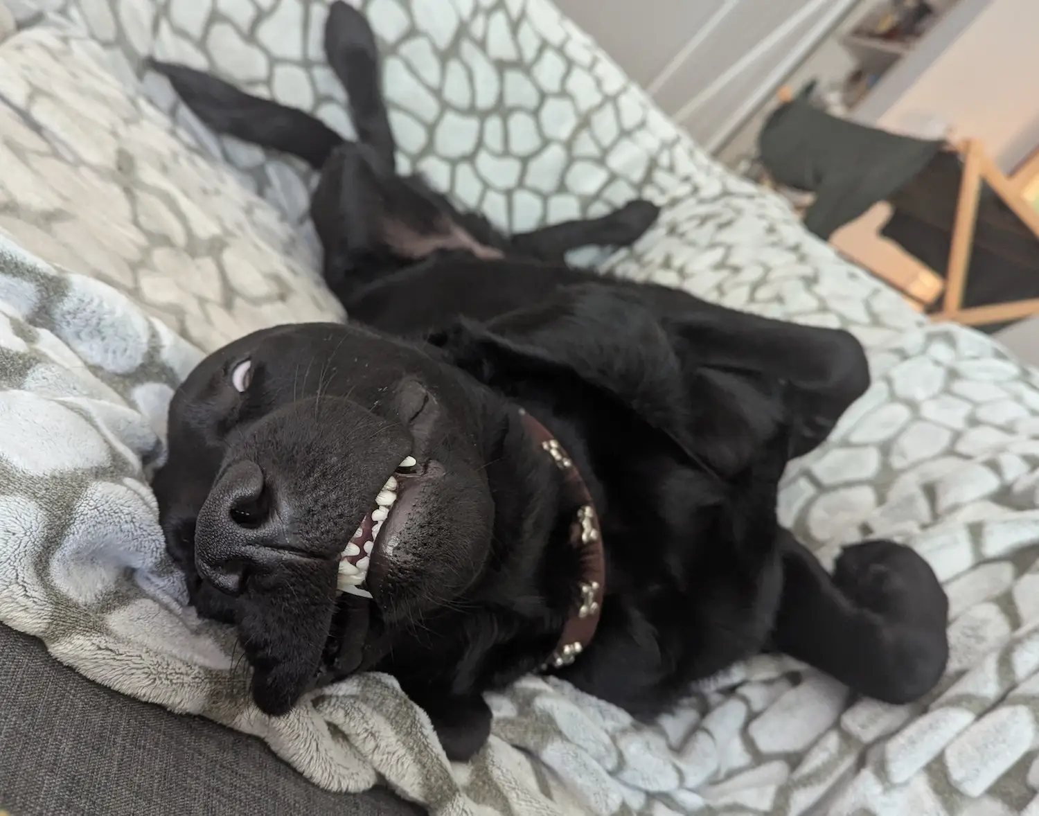 San Diego Magazine's Cutest Pets 2025 reader's pick winner 