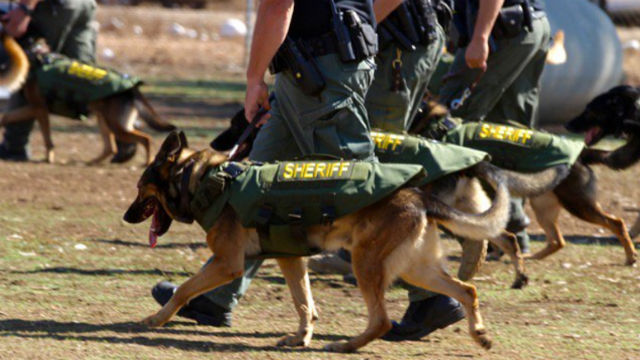 County sheriff seeks donations to outfit K-9s with bulletproof vests