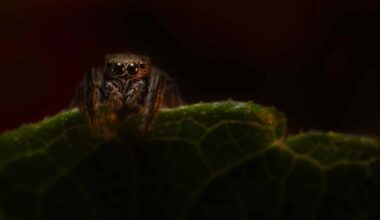 Scientists Discover Spider Fossils, One With Glowing Eyes, That Have Survived For 110 Million Years