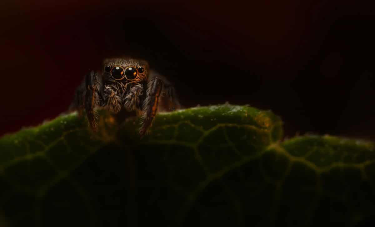 Scientists Discover Spider Fossils, One With Glowing Eyes, That Have Survived For 110 Million Years