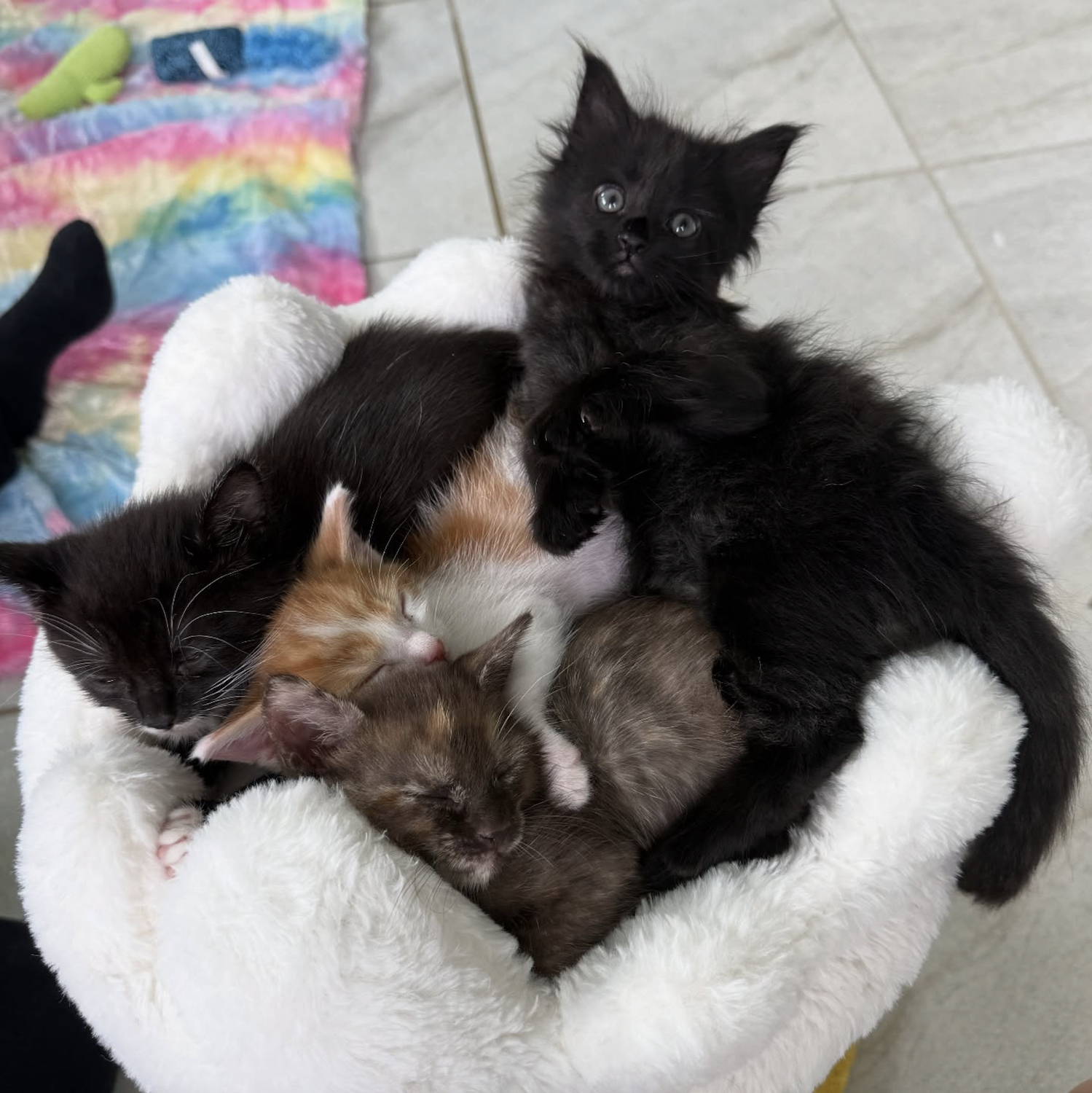 Cats rescued by San Diego nonprofit  the Orphan Kitten Club founded by the Kitten Lady Hannah Shaw 