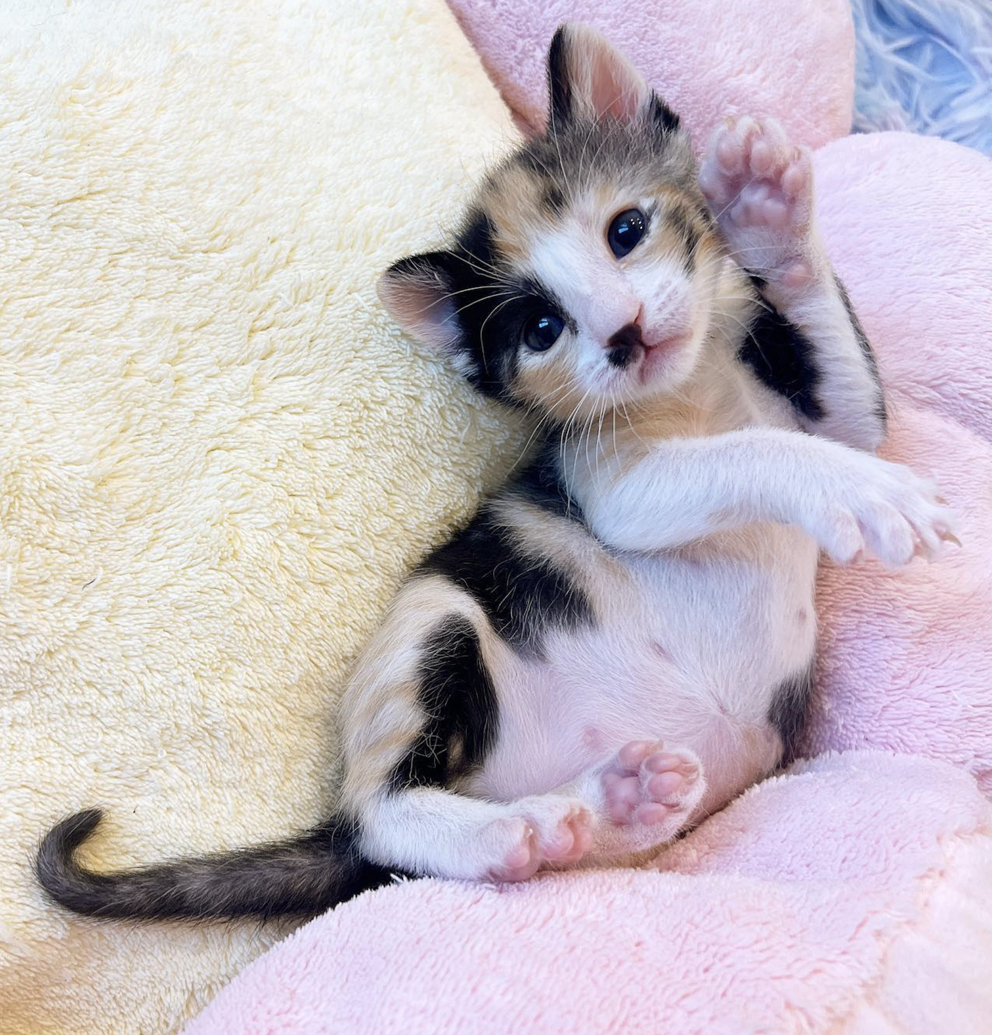 Cat rescued by San Diego nonprofit  the Orphan Kitten Club founded by the Kitten Lady Hannah Shaw 