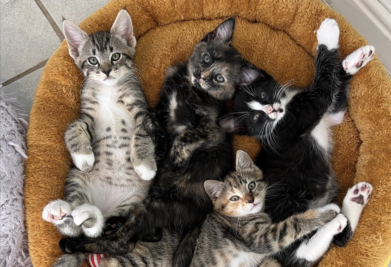 Cats rescued by San Diego nonprofit  the Orphan Kitten Club founded by the Kitten Lady Hannah Shaw 