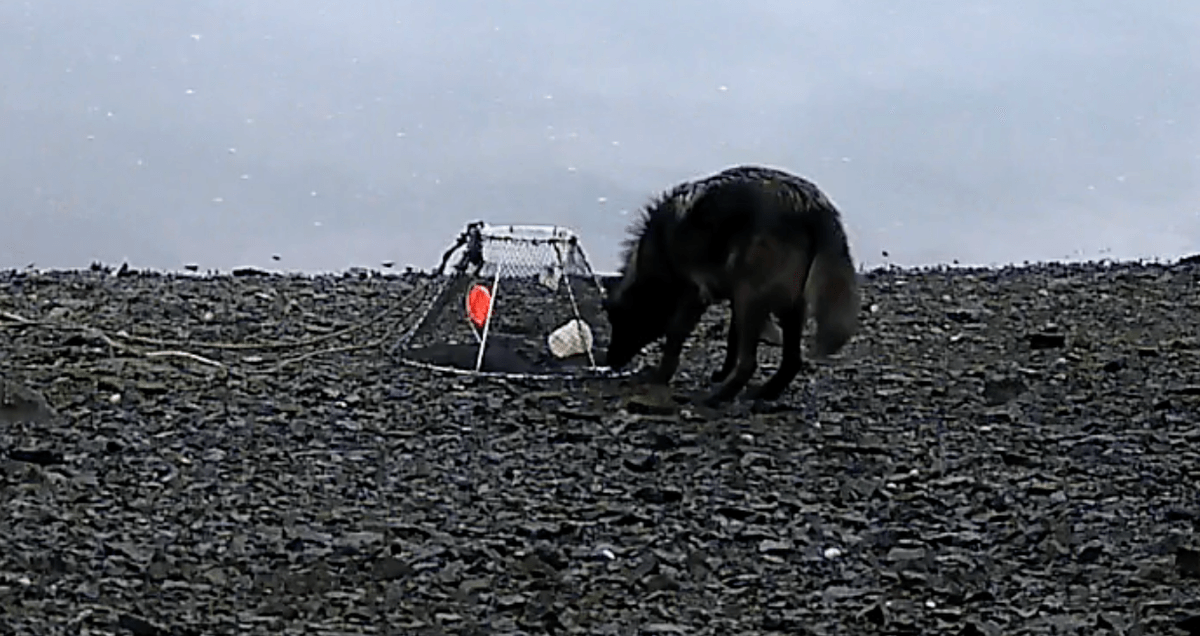 Camera footage shows wolf doing something astonishing that's never been seen before - staggering scientists