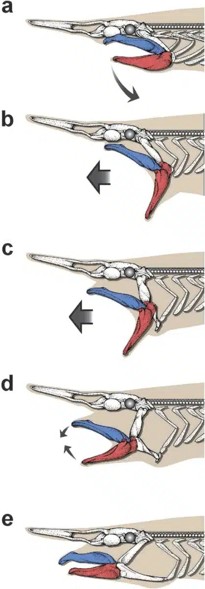 Slingshot Feeding Of The Goblin Shark