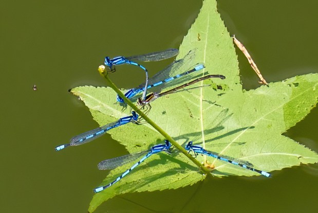 A couple of Common Blue Damselfly is photographed at Flushing Meadows Corona Park in Queens on Friday, Jul. 11, 2025. (Theodore Parisienne / New York Daily News)