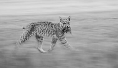 Sonoma Valley teen wins pair of prestigious wildlife photography awards