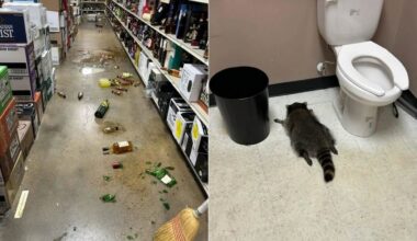 'Trashed Panda' Story Raises $180,000 for Animal Shelter That Discovered it Drunk in the Bathroom