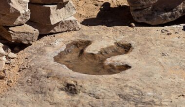 18,000 Tracks Discovered in World's Largest Dinosaur Tracksite : ScienceAlert