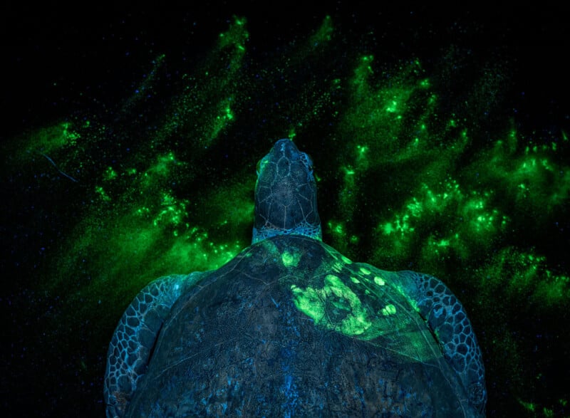 A sea turtle seen from above, illuminated by glowing green bioluminescent plankton in the dark water, creating a striking, otherworldly effect against the nighttime background.