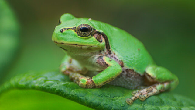 Green tree frog sitting on a leaf