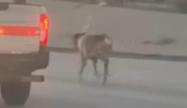 Watch: Two reindeer escape trailer, run loose in California freeway