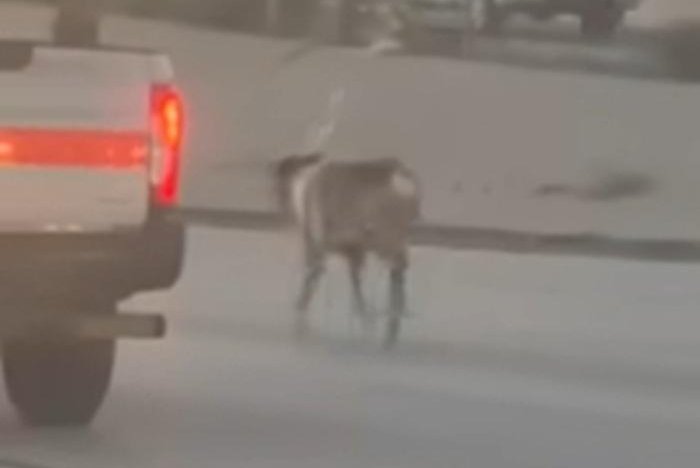 Watch: Two reindeer escape trailer, run loose in California freeway