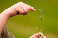 Iris Weaver holds a cleaver plant while teaching a class on foraging, May 8, 2025, in...