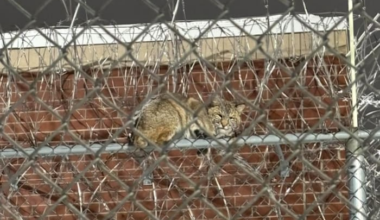 Bobcat spotted hanging out at Michigan prison