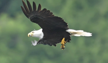 Bald eagle flies into powerline in Mansfield