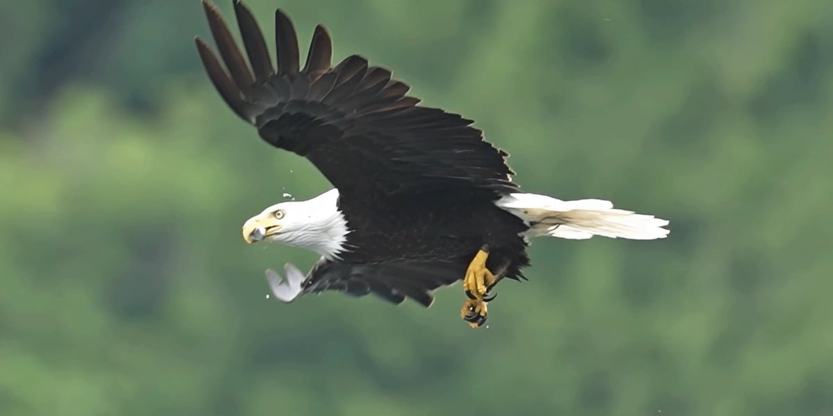 Bald eagle flies into powerline in Mansfield