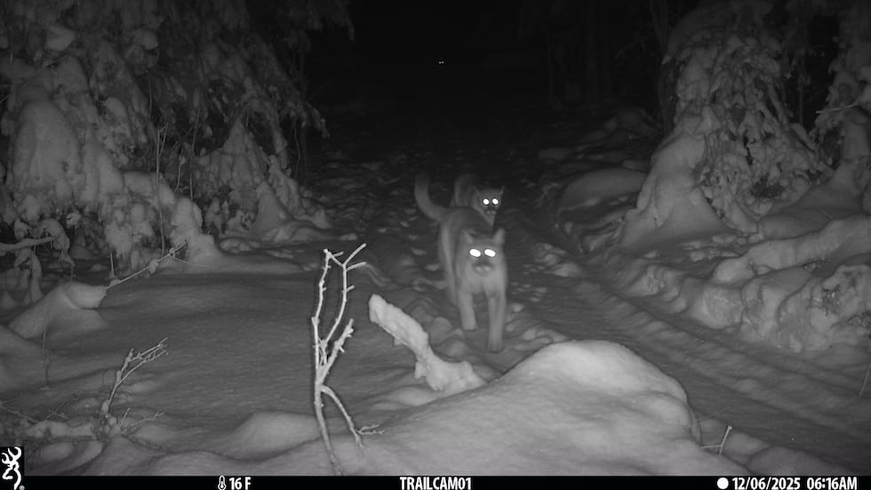An adult cougar walks down a trail in the Upper Peninsula followed by two cougar cubs on Dec....