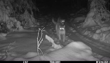 Trail camera confirms cougar kittens still alive in Michigan