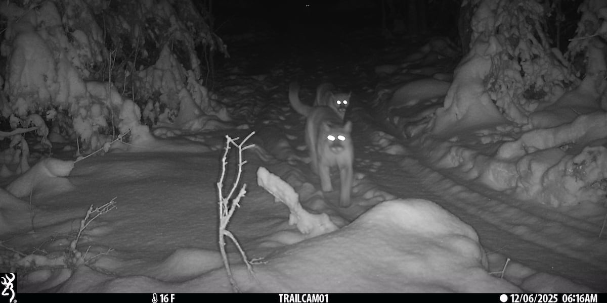 Trail camera confirms cougar kittens still alive in Michigan