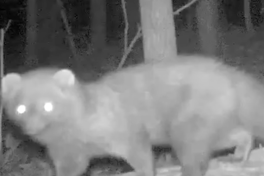 The fisher, spotted in Cuyahoga County for the first time in over a century, was captured briefly looking directly at a wildlife camera in a video shared by Cleveland Metroparks