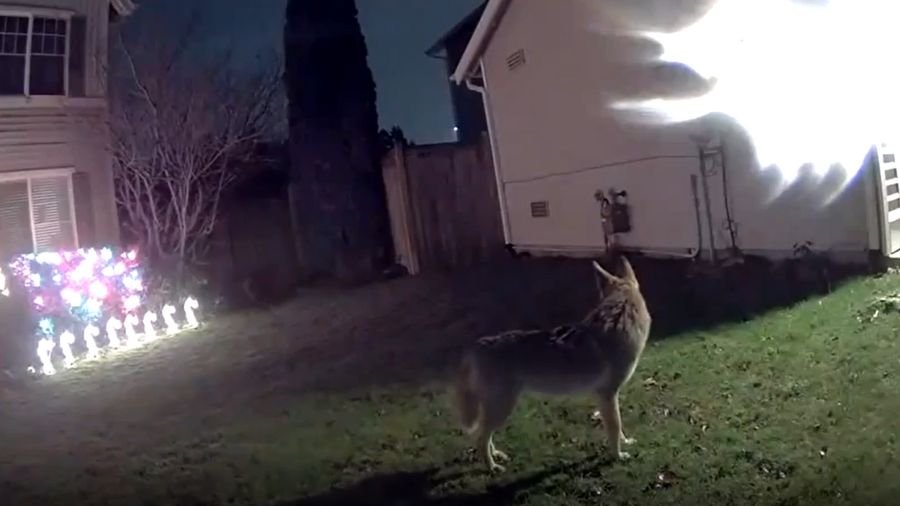 coyote security cameras...