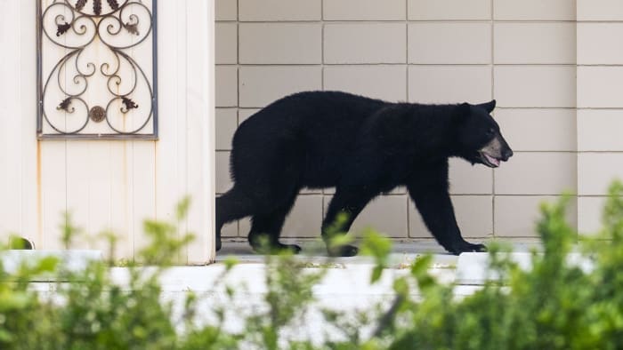 Florida’s black bear hunt to kick off Saturday despite numerous efforts to stop it