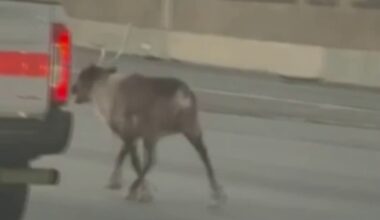 Reindeer reunited with owner after running down 5 Freeway in Pacoima – NBC Los Angeles