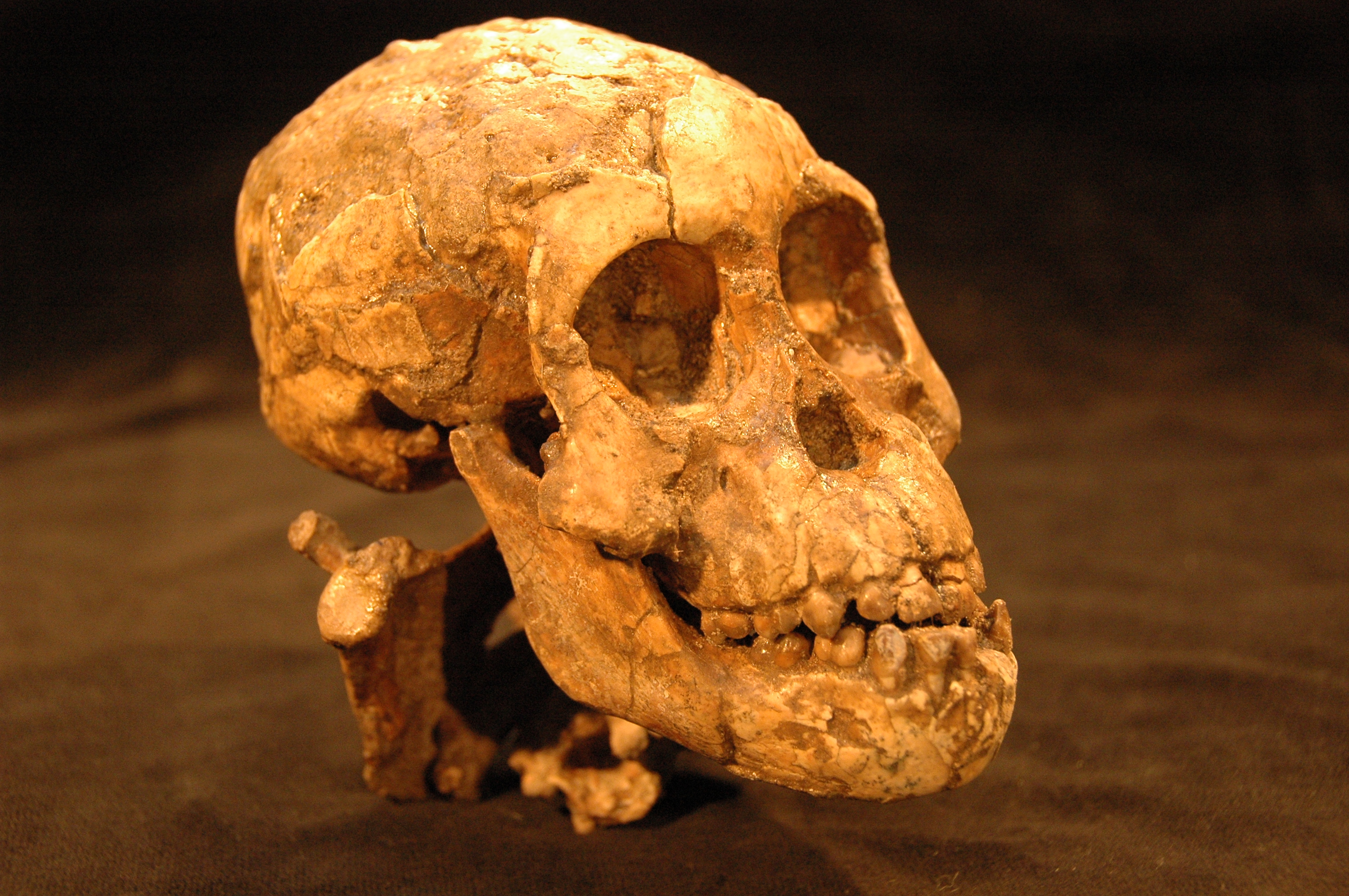 Skull of Australopithecus afarensis child