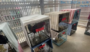 Woman charged after authorities bust rooster-fighting ring behind north Houston business