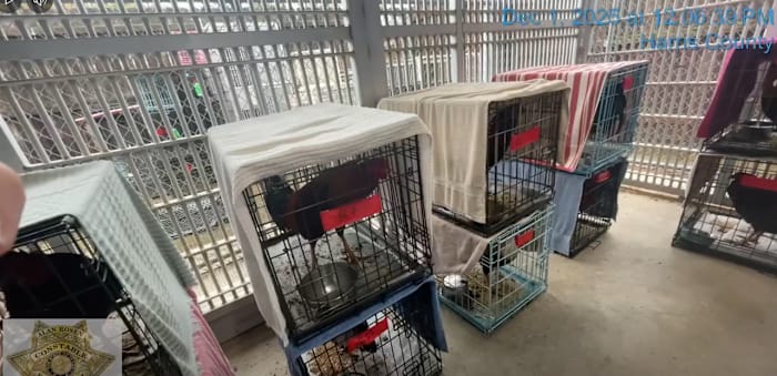 Woman charged after authorities bust rooster-fighting ring behind north Houston business