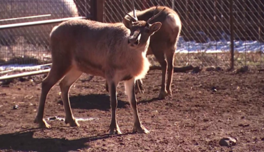 See and pet real reindeer at this northern Arizona farm