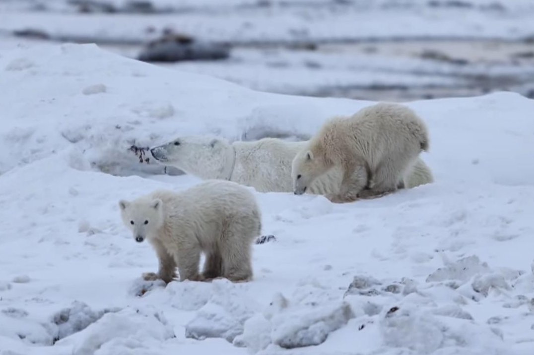 Watch: Wild polar bear mother adopts orphaned cub in 'rare' occurrence