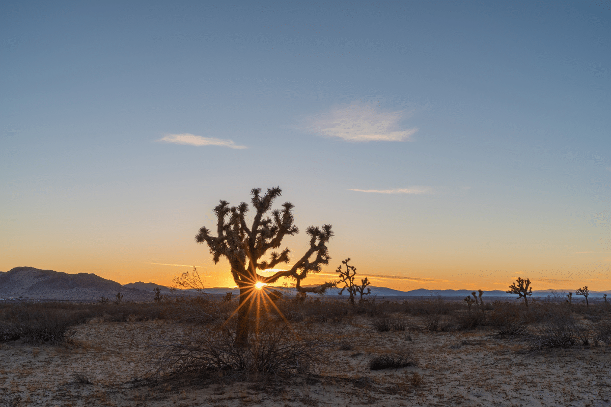 Sun setting behind a Joshua tree (Yucca brevifolia) at the Saddleback Butte State Park in Lancaster, California