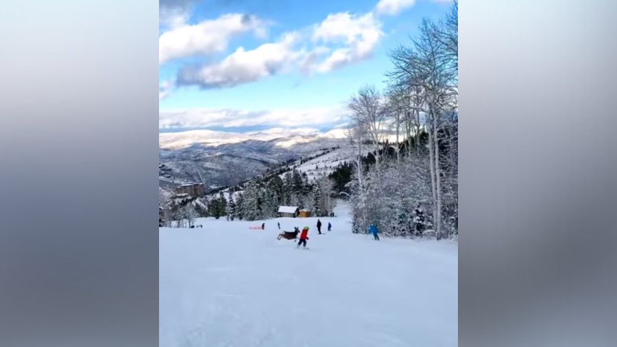 A deer narrowly misses a child skiing at Deer Valley Resort....