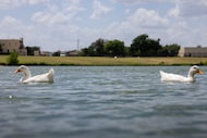 Ducks swim in the water at Fish Trap Lake Park in Dallas on Monday, July 29, 2024.