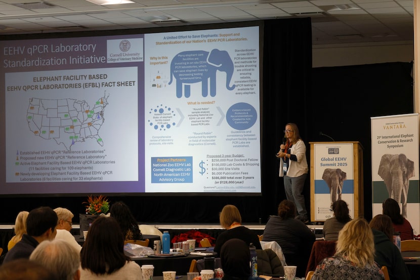 Veterinarian Dr. Lauren Howard of Peel Therapeutics speaks during Global Elephant...