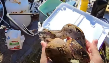 Boa removed from Venice back yard