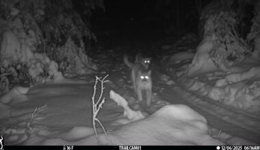 Endangered cougar family spotted in Michigan, marking conservation milestone – 910News.com