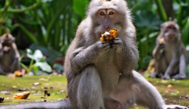 Macaques eat bananas during feeding time at Sangeh Monkey Forest in Sangeh, Bali Island, Indonesia in this Wednesday, Sept. 1, 2021 photo. Robert Berndt of Philadelphia was sentenced to 38 months in federal prison for his role in a scheme to pay people in Indonesia to torture macaques on camera. This was not related to the pictured macaques.