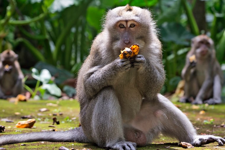 Macaques eat bananas during feeding time at Sangeh Monkey Forest in Sangeh, Bali Island, Indonesia in this Wednesday, Sept. 1, 2021 photo. Robert Berndt of Philadelphia was sentenced to 38 months in federal prison for his role in a scheme to pay people in Indonesia to torture macaques on camera. This was not related to the pictured macaques.