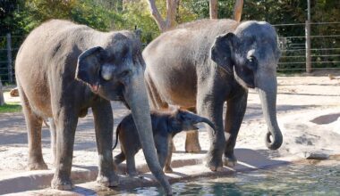 At Fort Worth Zoo, scientists gather to fight deadly elephant herpesvirus