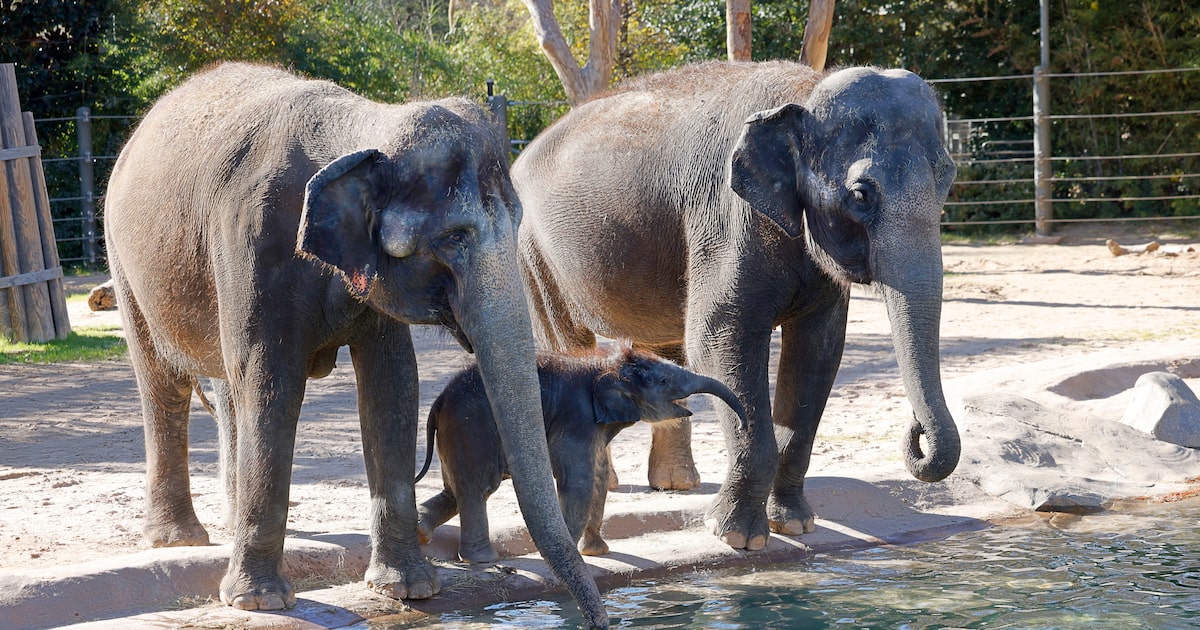 At Fort Worth Zoo, scientists gather to fight deadly elephant herpesvirus