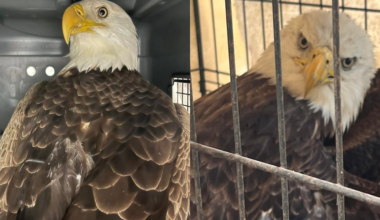 Wild at Heart Rescue takes in 2 bald eagles on Christmas Day